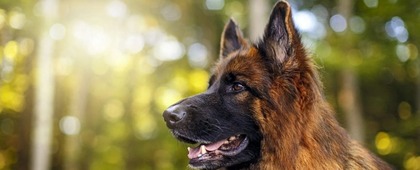  Welkom op de website van VDH Afdeling Noord Brabant